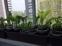 Лот: 9493612. Фото: 5. хоста Канадиэн Блю (hosta'Canadian...