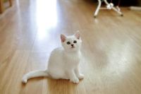 Лот: 8773178. Фото: 5. Продам британского котенка - мальчик...