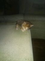 Лот: 14575416. Фото: 4. Отдам котят. Красноярск