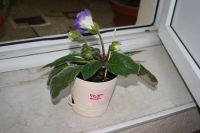 Лот: 4172668. Фото: 4. Глоксиния (цена за цветущее растение... Красноярск