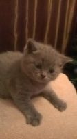 Лот: 4277236. Фото: 4. Британский котёнок 1 месяц девочка... Красноярск