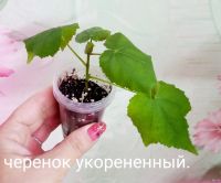 Лот: 13218211. Фото: 3. Абутилон Белла персиковый- черенок... Растения и животные