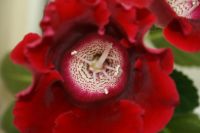 Лот: 4140982. Фото: 3. Глоксиния (цветущая). Растения и животные