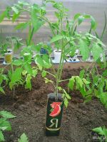 Лот: 9651813. Фото: 3. Помидоры рассада. Для дачи, дома, огорода, бани, парка