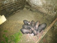 Лот: 16600955. Фото: 2. Поросята 2 мес. Животные и уход