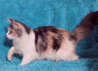 Лот: 20577479. Фото: 2. Шикарная кошечка мейн кун. Животные и уход