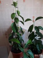 Лот: 17518761. Фото: 2. Растение мандарин из косточки. Комнатные растения и уход