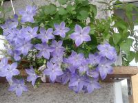 Лот: 11182474. Фото: 2. Кампанула равнолистная Campanula... Комнатные растения и уход
