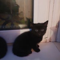 Лот: 24594175. Фото: 3. Котята от британки. Растения и животные