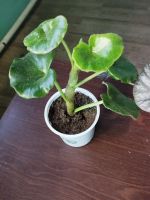 Лот: 19146073. Фото: 4. Бегония войлочная Begonia venosa... Красноярск