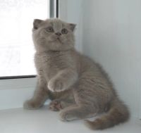 Лот: 4060964. Фото: 2. шотландские котята вислоухие и... Животные и уход