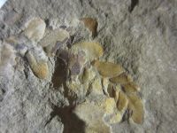 Лот: 17859958. Фото: 5. Окаменелость Палеозой Карбон 4