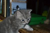 Лот: 10946059. Фото: 2. Котик британец. Животные и уход