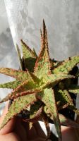 Лот: 11593649. Фото: 2. Алоэ суккулент (aloe hybrid 1). Комнатные растения и уход