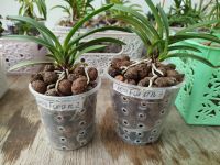 Лот: 20763153. Фото: 2. Neofinetia falcata Furan. Комнатные растения и уход
