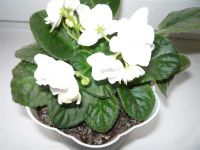 Лот: 1757242. Фото: 2. Фиалка белая цветущая с горшочком. Комнатные растения и уход