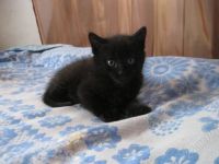 Лот: 1190849. Фото: 3. Отдам красивых, умных котят в... Растения и животные