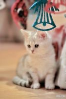 Лот: 11055129. Фото: 4. Продам британского котенка - котик... Красноярск