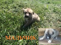 Лот: 5741585. Фото: 2. Щенки. Животные и уход