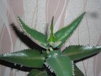 Лот: 5350106. Фото: 3. каланхоэ лекарственное, взрослое... Растения и животные