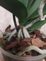 Лот: 18164312. Фото: 2. Орхидея Фаленопсис, отцвела, белая. Комнатные растения и уход