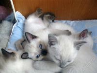 Лот: 619997. Фото: 3. Тайский котенок-синеглазый эльфёнок... Растения и животные