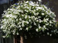 Лот: 11382469. Фото: 3. Surfinia Table White (Сурфиния... Для дачи, дома, огорода, бани, парка