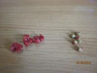 Лот: 5877282. Фото: 4. мурайя метельчатая 4 зацвела... Красноярск