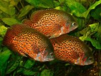 Лот: 16386936. Фото: 3. Астронотус тигровый (Astronotus... Растения и животные
