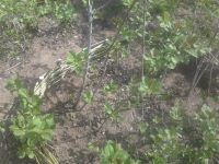 Лот: 25393841. Фото: 6. Забор декоративный садовый ивовый