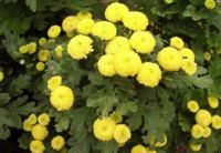 Лот: 10587956. Фото: 2. Хризантема девичья.2 в 1 .желтая... Семена, рассада, садовые растения