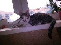 Лот: 5758003. Фото: 7. Котенок Тигра, 3,5 месяца!