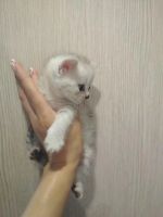 Лот: 7307788. Фото: 7. Британские котята