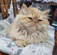 Лот: 20680539. Фото: 2. Кошечка перс. Животные и уход