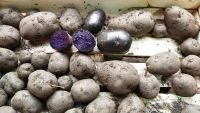 Лот: 19527322. Фото: 2. Фиолетовый картофель. Продукты