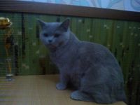 Лот: 3513248. Фото: 6. Шотландская кошечка