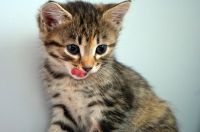 Лот: 3507486. Фото: 7. Котята-девочки, 2 месяца