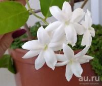 Лот: 17276765. Фото: 2. Жасмин самбак (Jasminum sambac... Комнатные растения и уход