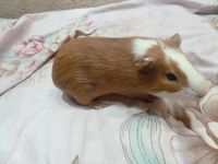 Лот: 6987672. Фото: 5. Отдам только в добрые руки рыжего...