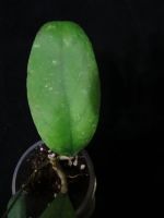 Лот: 16410126. Фото: 3. Хойя- Hoya waymaniae Borneo. Растения и животные