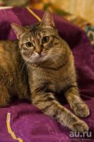 Лот: 7193786. Фото: 3. Грустная история кошечки. Ищем... Растения и животные