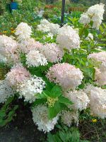 Лот: 22707277. Фото: 6. Гортензия Анабель, Фантом