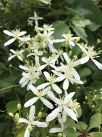 Лот: 11167660. Фото: 3. Клематис Terniflora №10. Для дачи, дома, огорода, бани, парка