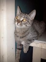 Лот: 3783169. Фото: 4. Котята домашние.По 3 мес. Красноярск