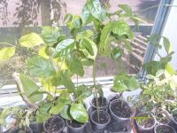 Лот: 4567134. Фото: 4. Жасмин №1-очень хорошо подрос. Красноярск