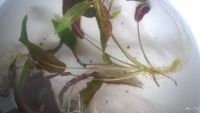 Лот: 7852131. Фото: 2. Криптокорина родственная (Cryptocoryne... Аквариумистика