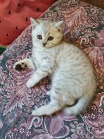 Лот: 17912290. Фото: 2. Британский кот. Животные и уход