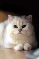 Лот: 10791760. Фото: 2. Продам британского кота. Животные и уход