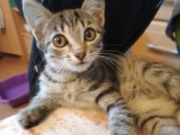 Лот: 9905202. Фото: 2. Котенок, девочка 2 мес. Животные и уход