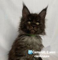 Лот: 18726979. Фото: 4. Котята Мейн-кун. Красноярск